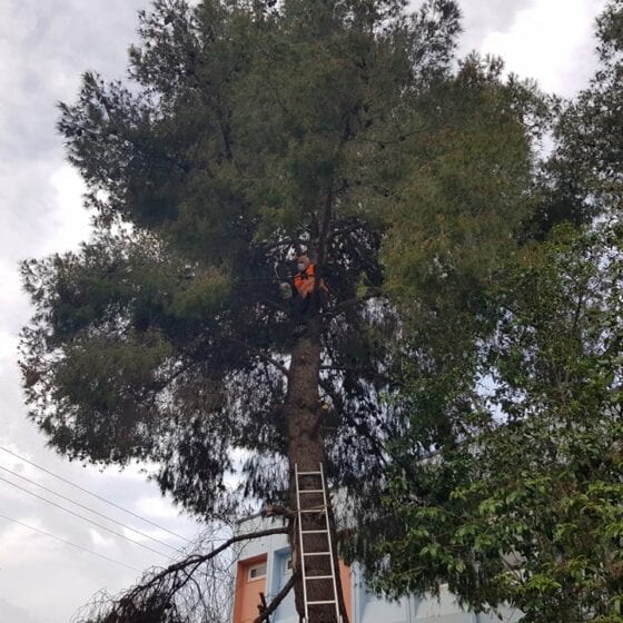 Κλάδεμα Δέντρων στον Δήμο Αμαρουσίου - Δημόσιο Έργο - ΟΔΙΟΣ Τεχνική, Κατασκευαστική