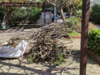 Κλάδεμα Δέντρων στον Δήμο Αμαρουσίου - Δημόσιο Έργο - ΟΔΙΟΣ Τεχνική, Κατασκευαστική