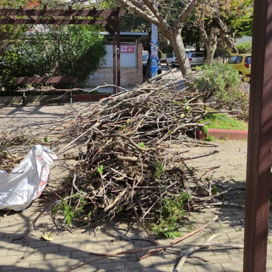 Κλάδεμα Δέντρων στον Δήμο Αμαρουσίου - Δημόσιο Έργο - ΟΔΙΟΣ Τεχνική, Κατασκευαστική