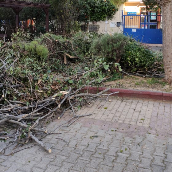 Κλάδεμα Δέντρων στον Δήμο Αμαρουσίου - Δημόσιο Έργο - ΟΔΙΟΣ Τεχνική, Κατασκευαστική